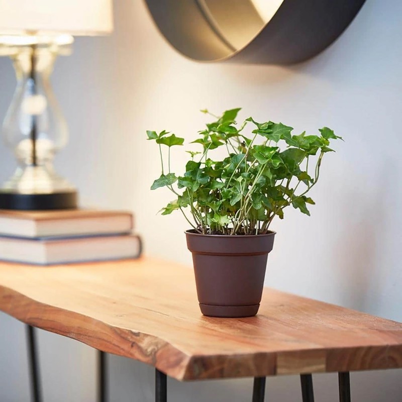 Graff Small 5.94 in. x 5.31 in. Cocoa Resin Indoor/Outdoor Planter/Saucer 6 Pack