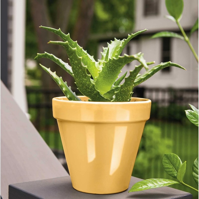 Krylon COLORmaxx K05504007 Spray Paint & Primer Gloss Bauhaus Gold 12 oz